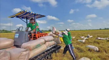 ارتفاع حجم صادرات الأرز بنسبة 5% وسط تراجع حاد في متوسط الأسعار